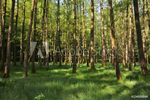 Picture of Bume und hohe grser im Wald am frhen morgen